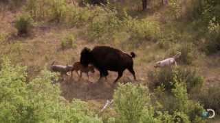 Bison and Her Calf Battle Wolves  North America [upl. by Elwin]