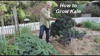 How to Plant and Grow Kale [upl. by Rondi]