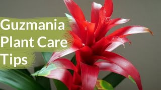 Guzmania Plant Care Tips The Bromeliad With The Vibrant Star Shaped Flower shortsvideos [upl. by Rory]