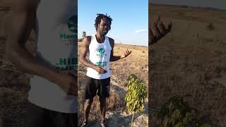 Litchi trees can be grown in other parts of Zimbabwe not only Honde Valley [upl. by Doro]