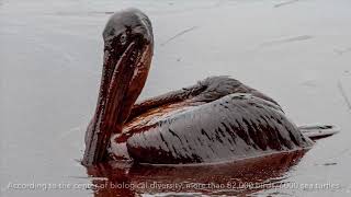 Impacts of Oil Spills A Marine Conservation Documentary [upl. by Tatum228]