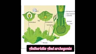 antheridiaarchegonialeafystagemossesmsk biology [upl. by Irneh]