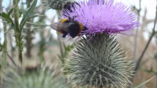 Hummel Flug brummen summen fliegt Geräusche Klänge HD Soundeffekte free [upl. by Haidebej]