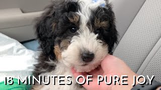 8 Week Old Mini Bernedoodle Puppys First Month Home Part 1 [upl. by Anisamot]