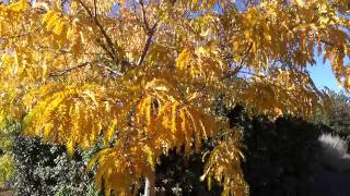 Sunburst Honeylocust in Fall Color [upl. by Dehlia]