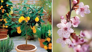 Árboles frutales para jardín Tips Jardineria y Paisajismo Arboles para macetas [upl. by Nim]