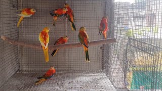 Beautiful turquoisine parakeet my farm [upl. by Corbett355]