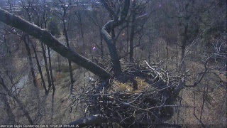 Live Bald Eagle Nest in National Arboretum Washington DC [upl. by Nnauol922]