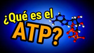 ¿Qué es el ATP [upl. by Estus]