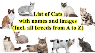 List of cats all 100 breeds with names and images [upl. by Marillin]