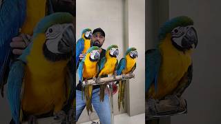 Macaw Babies  Blue amp Gold Macaw Chicks  Macaw ExoticPets ShaikhTanveer [upl. by Ailis]