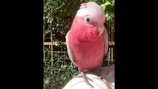 Talking galah cockatoo [upl. by Nagorb798]