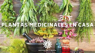 La Mejor Medicina Natural Que Debes Tener En Casa  Plantas Medicinales Herbolaria En Casa🪴🌿💚 [upl. by Echo]