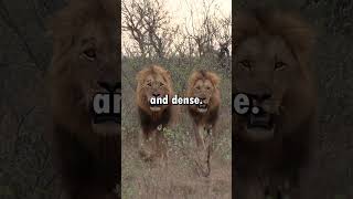 African Lion VS Asiatic Lion shorts [upl. by Daitzman]