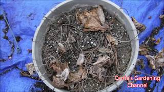 How To Store Caladium Bulbs For Winter [upl. by Llireva]