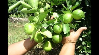 FAÇA SEU PÉ DE LIMÃO PRODUZIR FRUTOS O ANO TODO COM ESSA TÉCNICA [upl. by Adena136]