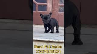 French Bulldog Puppy Viral Video  Top 10 Toy Dog Breed in India frenchbulldog [upl. by Milli]