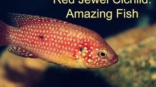 Red Jewel Cichlid Amazing Fish [upl. by Garate]