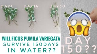 Will Ficus Pumila Variegata survive 150 days in water [upl. by Ruella]