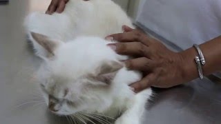 A beloved cat had rashes around the neck and ears Pt 1 [upl. by Studner]