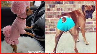 🐶 CACHORROS ENGRAÇADOS  Tente Não rir  Videos Super Engraçados [upl. by Irved]