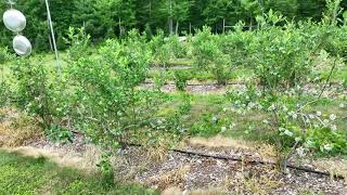 Grandpas Farm farming farm farmlife drone dji mavic aerial newhampshire blueberry tree [upl. by Merna]