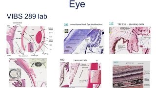 How eyes works Animation explained within one minute [upl. by Essirahs560]