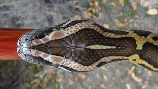 Wood Carved Burmese Python Walkingstick 57 [upl. by Sirap]