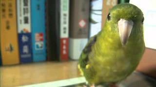 Lineolated parakeets how to learn singing [upl. by Uzia]