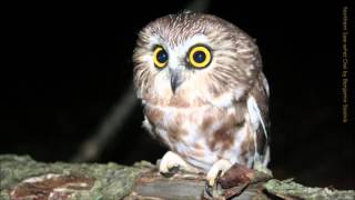 Northern Sawwhet Owl Call [upl. by Sarah]