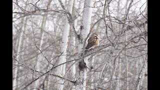 Northern Saw Whet Owls Calling [upl. by Sawtelle780]