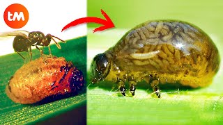 10 ZOMBIE ANIMALS Controlled By PARASITES 🦟😱 [upl. by Adrell]