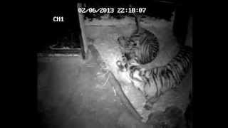 First glimpse of rare Sumatran tiger cubs born at Chester Zoo [upl. by Lashonda397]