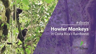 Howler Monkeys in Costa Ricas Rainforest [upl. by Hameean939]