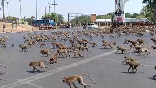 Swarm of starving wild monkeys fight over food during coronavirus outbreak [upl. by Ahsenar]