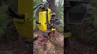 Procesadora 1270 g madera forest woodworking harvest forester harvesting forestry harvester [upl. by Ester]