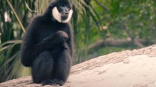 Funny monkey sounds  zoo [upl. by Him]