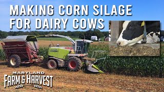 Making Corn Silage for Dairy Cows  Maryland Farm amp Harvest [upl. by Nyre]