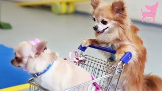 Cute Chihuahua Dog Tricks with Tiny Shopping Cart [upl. by Yrrak]