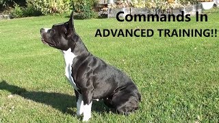 Amstaff  DogTraining Very Useful Commands To Know [upl. by Ikuy199]