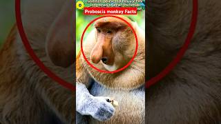 Proboscis monkeymonkey sound animals wildlife monkey [upl. by Wendi]