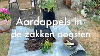 Inis Moestuin  111 Aardappels uit de kweekzak oogsten amp Hoe gaat het in de kas tijdens de hitte [upl. by Burrton]