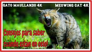 Gato maullando Fuerte en celo Sonido animal loud meowing cat Sound animal 4K [upl. by Adlecirg]