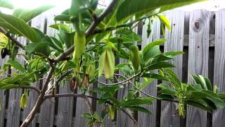 Hand pollinating sugar apple tree custard apple tree [upl. by Constance]