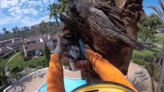 phoenix Dactylifera palm removal [upl. by Nylcoj]