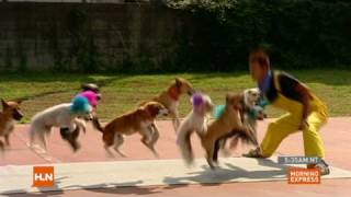 Dogs jumping rope set record [upl. by Terris]