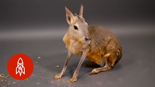 The Patagonian Mara Is a Rodent on the Run [upl. by Kyl198]