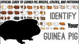 An official guide to all Guinea pig Breeds Colors and Patterns [upl. by Deach243]