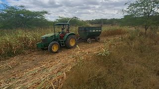 FIZEMOS A SILAGEM DE MILHO 🌽 PARA ALIMENTAR OS ANIMAIS NA ÉPOCA DE SECA [upl. by Errised]