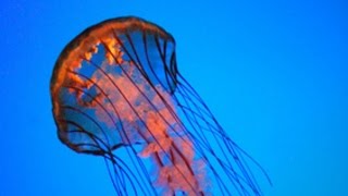 How to Treat a Jellyfish Sting [upl. by Irwinn]